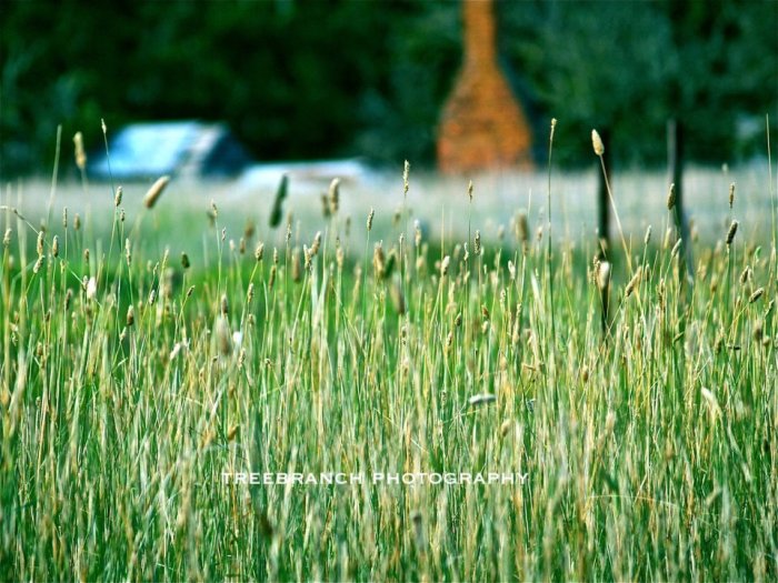 Landscape - Chetwynd 1